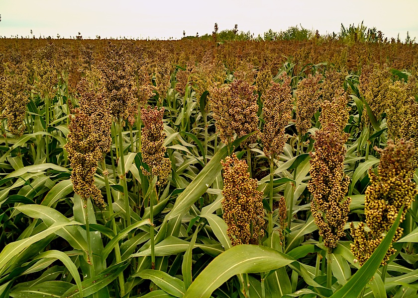 The World of Warm Season Annuals Sudan, Millet, Oh My